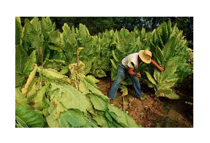 ��ũ�ղ���Ҷ