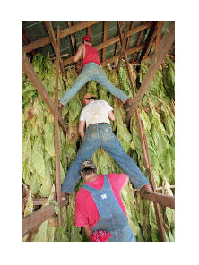 ��ũ���ڰ���Ҷ�������