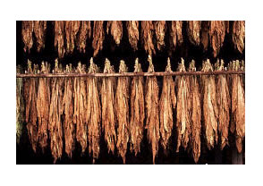 �����̲�