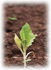 ��ѿ�е��й��̶�Ȧ