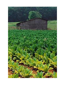 ������ũ��