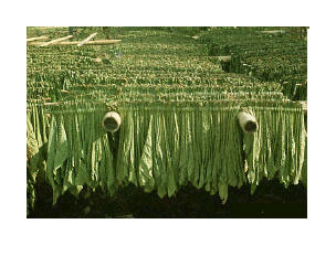 ���ڸ������Ҷ